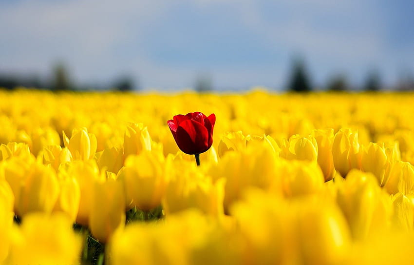 튤립 꽃밭 노랑 빨강 단일 자연 봄, 노랑 봄 HD 월페이퍼
