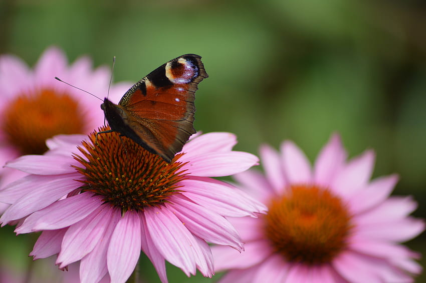 Mariposa de pavo real en flores de margarita rosa, margaritas y mariposas fondo de pantalla