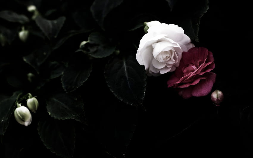 Dark Roses Aesthetic on Dog, fleurs pc esthétiques noires Fond d'écran HD