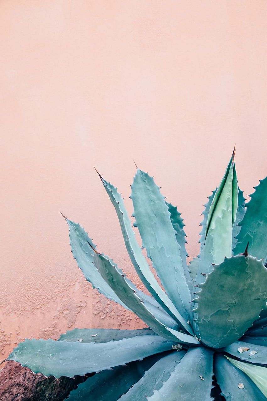 prickly pals on pink // agave HD phone wallpaper