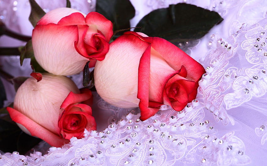 White and Pink Roses, red and pink roses HD wallpaper | Pxfuel