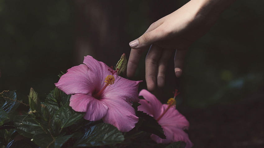 2048x1152 flowers, hand, bush ultrawide monitor HD wallpaper | Pxfuel