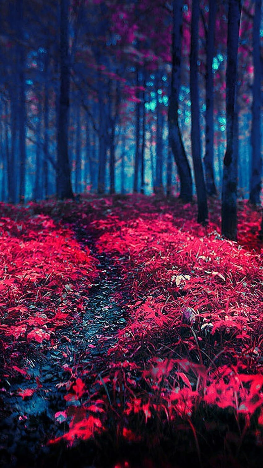 red nature mobile HD phone wallpaper