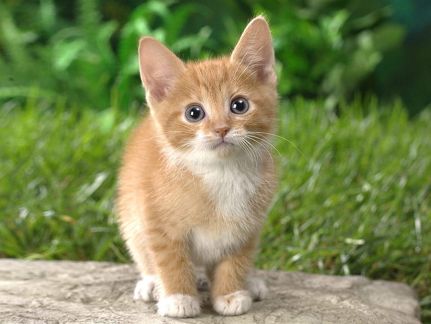 Anak kucing oranye Wallpaper HD