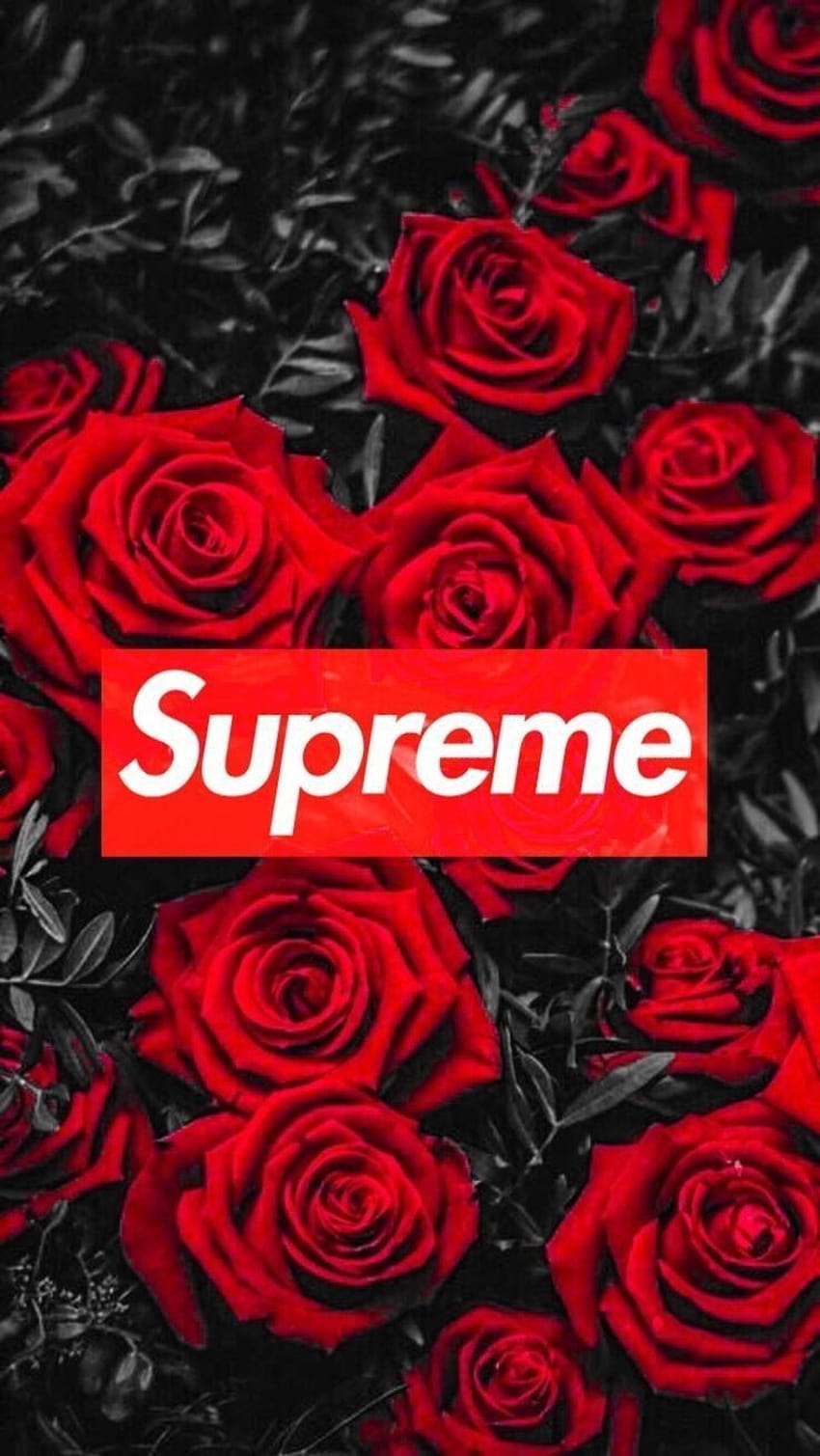 Roses on supreme logo HD wallpapers | Pxfuel