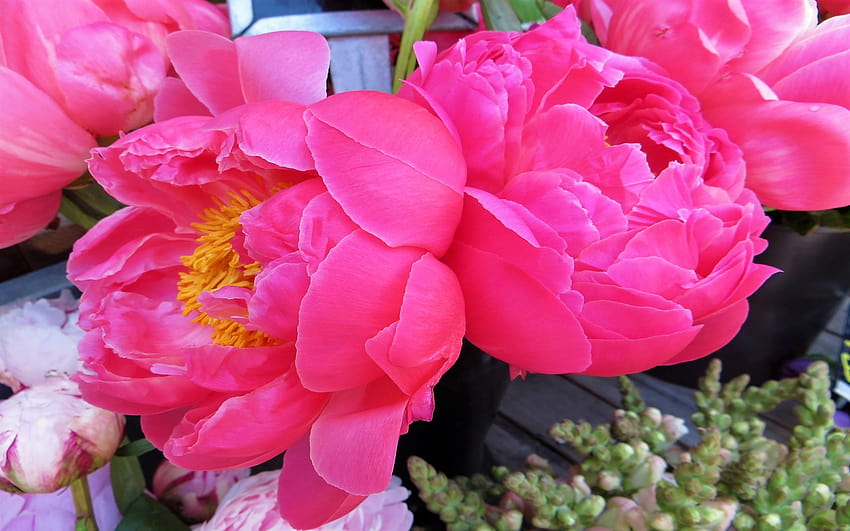 5085799 Erde, Pfingstrose, Blume, Rosa Blume und Hintergründe, rosa Pfingstrosen HD-Hintergrundbild