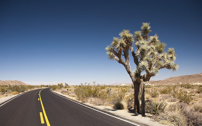 Joshua Tree Desert Road, пустинен пътен пейзаж HD тапет