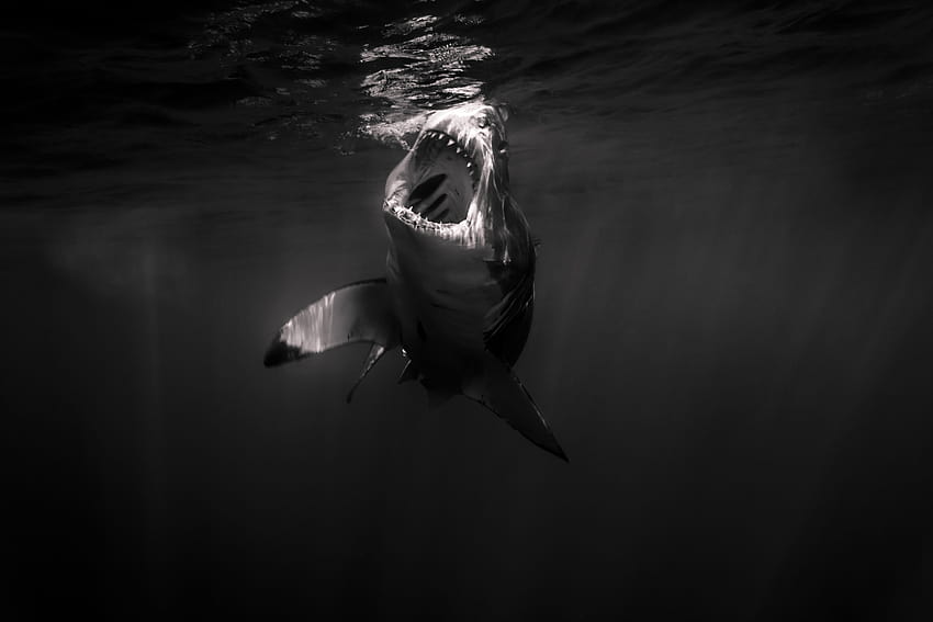 : océan, noir et blanc, requin, faune, les dents, Mâchoires, Baja, grand requin blanc, Tiburonblanco, Grandrequinblanc, Weissehai 3456x2304, Bouche de requin Fond d'écran HD