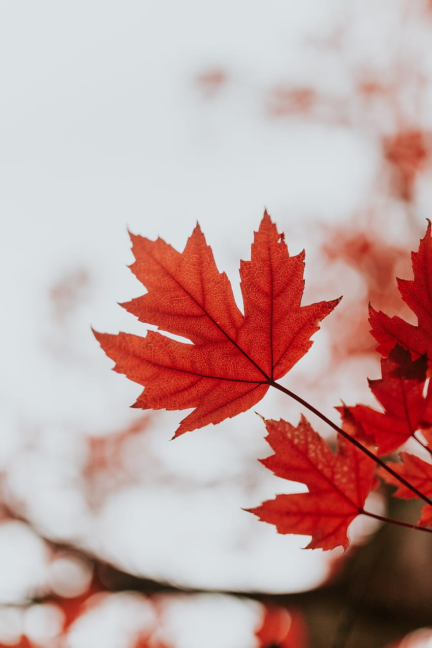 autumn maple leaves HD phone wallpaper