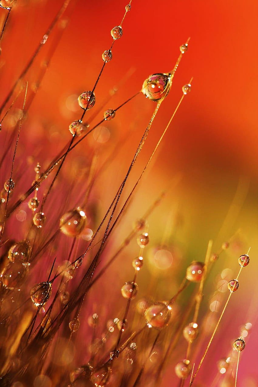 : micro graphy of water dues, dewdrops, morning dew drops grass HD phone wallpaper