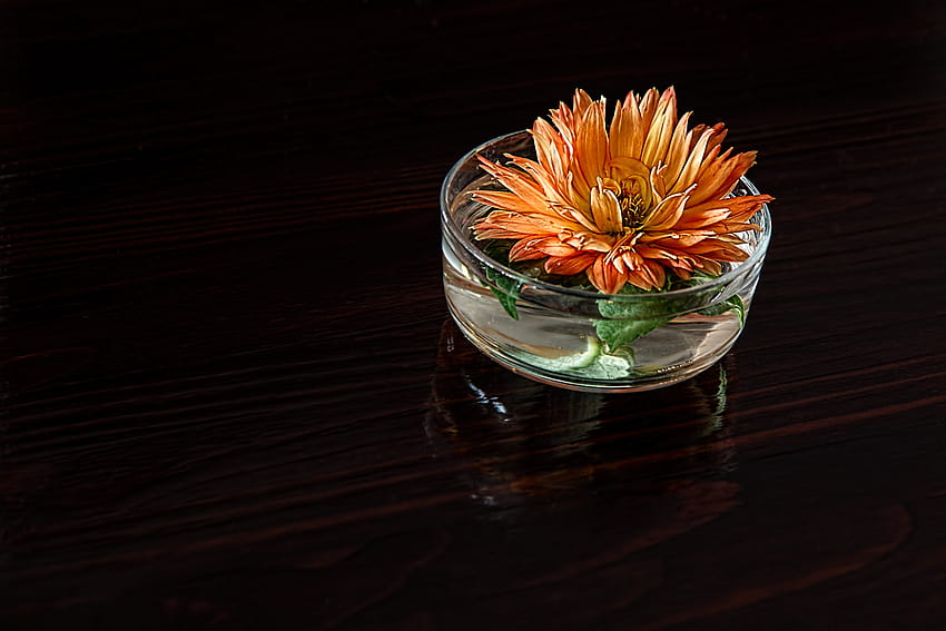 : blossom, light, leaf, flower, petal, bloom, glass, alone, vase, green, reflection, red, color, drink, darkness, yellow, lighting, still life, painting, close up, dahlia, single, dark background, macro graphy, dark red yellow flowers petals HD wallpaper