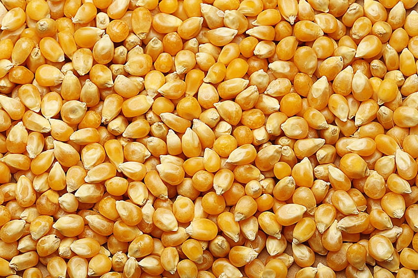 Corn Grain Food Many, grains HD wallpaper