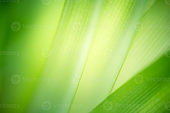 Green environment backgrounds HD wallpapers | Pxfuel