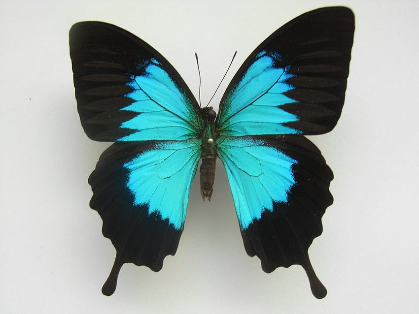 Papilio ulysses, rodzaje motyli Tapeta HD