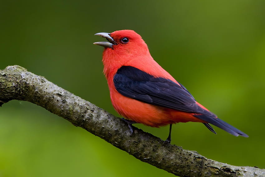 Scarlet Tanager, burung penyanyi Wallpaper HD