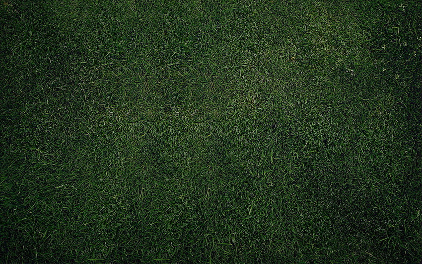 зелена трева, текстура, фон, тъмнозелен текстурен фон HD тапет