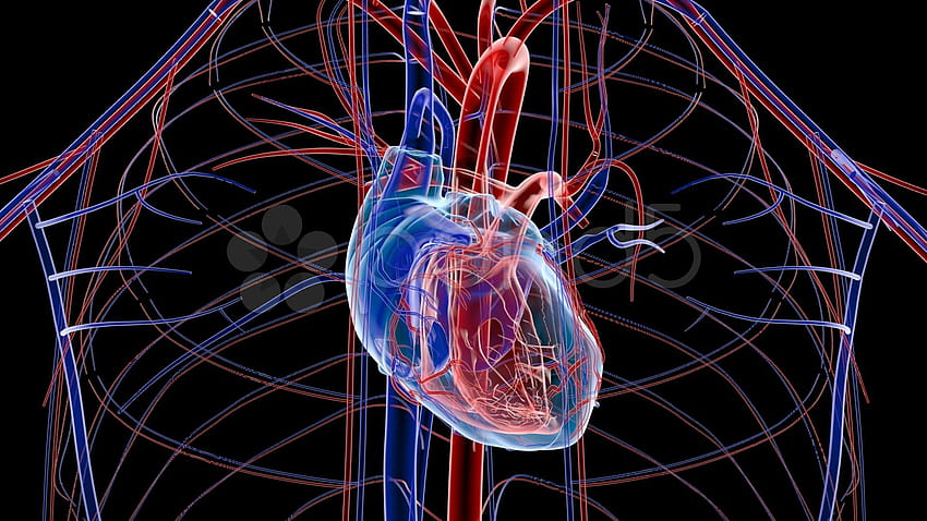 Best 5 Cardiology on Hip HD wallpaper