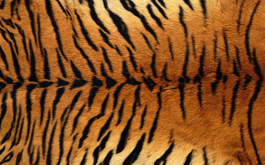 Motivo tigre, pelle di animale Sfondo HD
