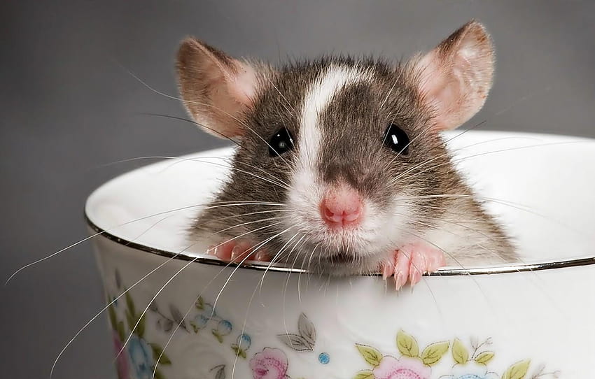 cup, claws, Mouse , section животные, common mice HD wallpaper