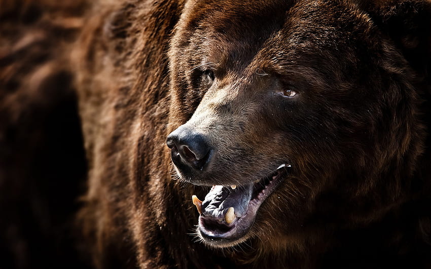หมีโกรธ วอลล์เปเปอร์ HD