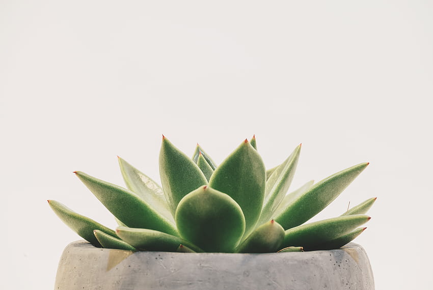 Green Succulent Plant · Stock, green plant spring HD wallpaper | Pxfuel