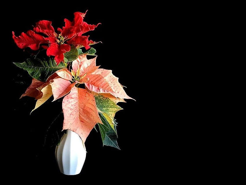 Flor: Ornamento Bouquet Holiday Guirlanda Flor de Natal, Poinsétia de Natal papel de parede HD