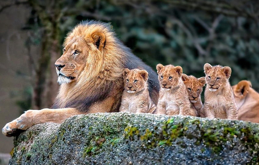 ธรรมชาติ สิงโต ครอบครัว ลูก หมวด животные ครอบครัวสิงโต วอลล์เปเปอร์ HD