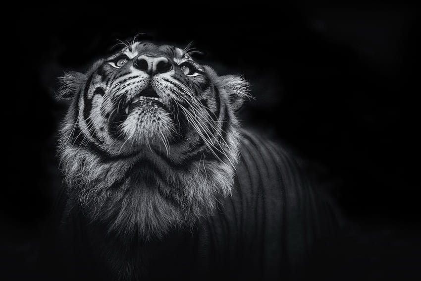 Tigre, Oscuro, Negro, , Animales fondo de pantalla