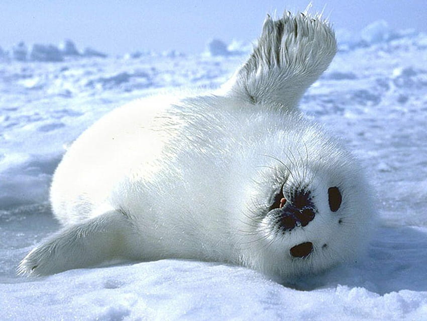 Baby seal, seals HD wallpaper