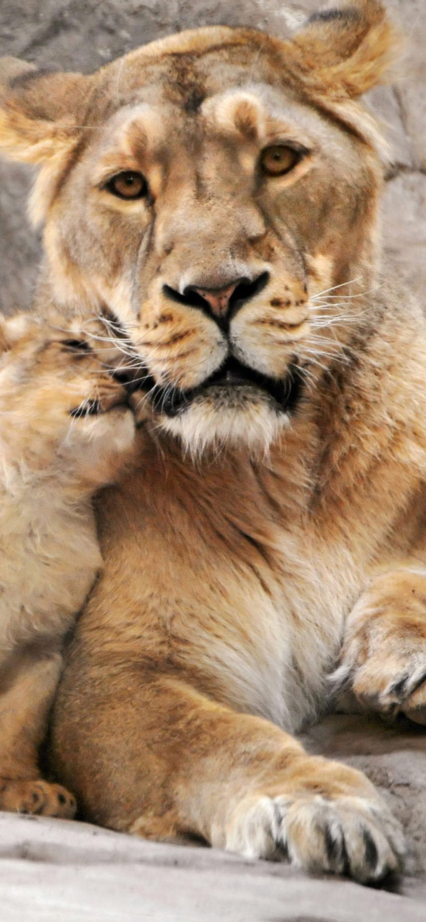 Lion Family for iPhone 12 Pro, lion and family HD phone wallpaper | Pxfuel
