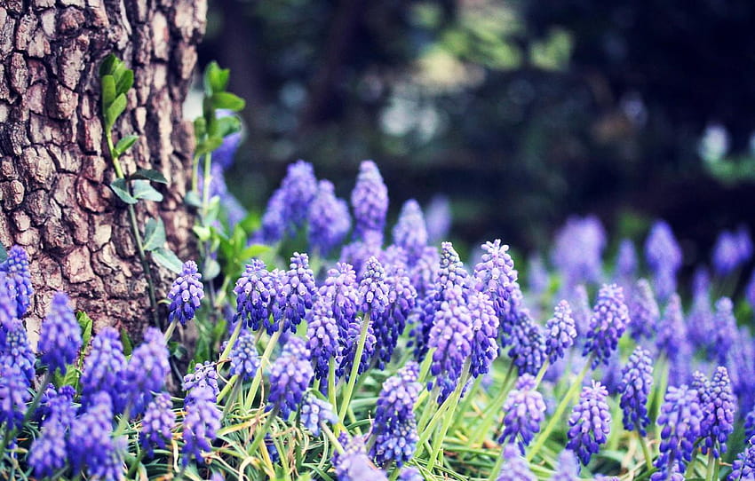 forest, grass, flowers, nature, tree, spring, grape hyacinth HD wallpaper