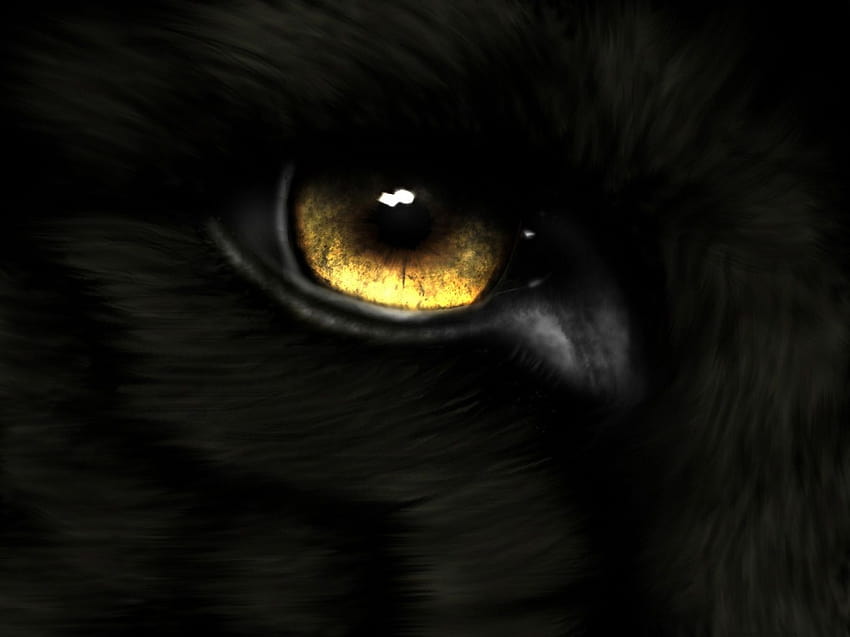 Animal Eye Gold Wolf Eyes Wolf eyes Wolf [1366x1024] for your , Mobile ...