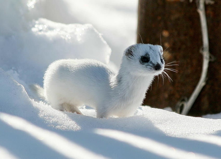 Winter Ferret Ermine HD wallpaper