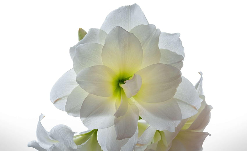 amaryllis, blooming, blossom, bulb, floral, flower, petal, plant, white amaryllis HD wallpaper
