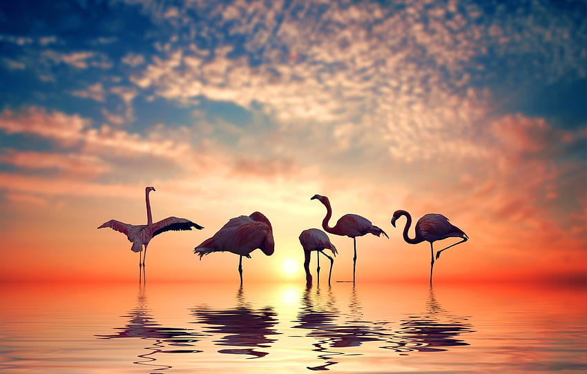 The sky, the sun, clouds, sunset, birds, reflection, Flamingo, pond ...