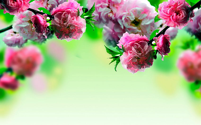 Пролетни цветя с висока разделителна способност е, пролетен сезон HD тапет