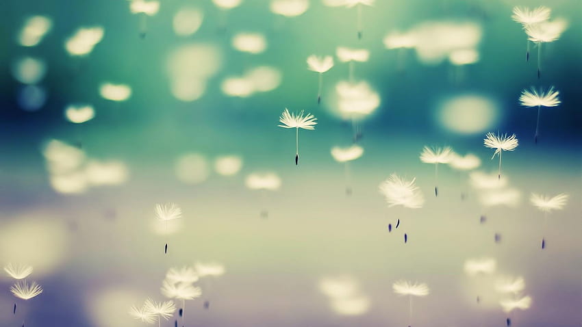 Flying Dandelion Seeds Macro graphy HD wallpaper