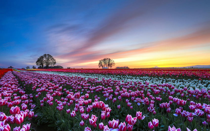 Tulips flower field, evening sunset, colorful scenery HD wallpaper