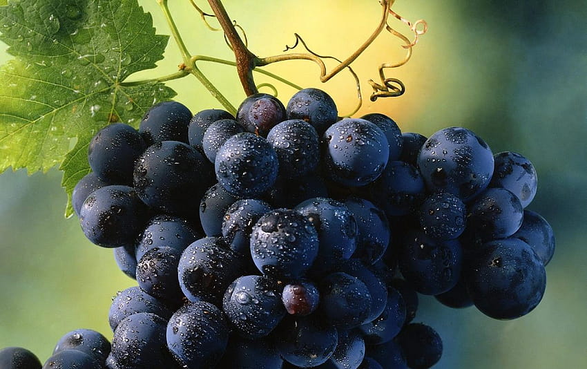 Fresh Grapes HD wallpaper