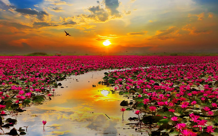 Lotusblumen, rote Lotusblume HD-Hintergrundbild