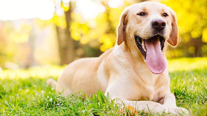 What Are The Symptoms Of Heatstroke In Dogs?, summertime dogs HD wallpaper