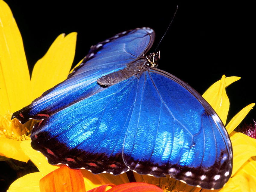 귀하의 , 모바일 및 태블릿, 모르포 나비를 위한 파란색 모르포 나비 [1600x1200] HD 월페이퍼