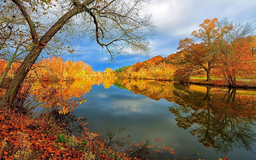 Pohon Musim Gugur Tepi Sungai Wallpaper HD
