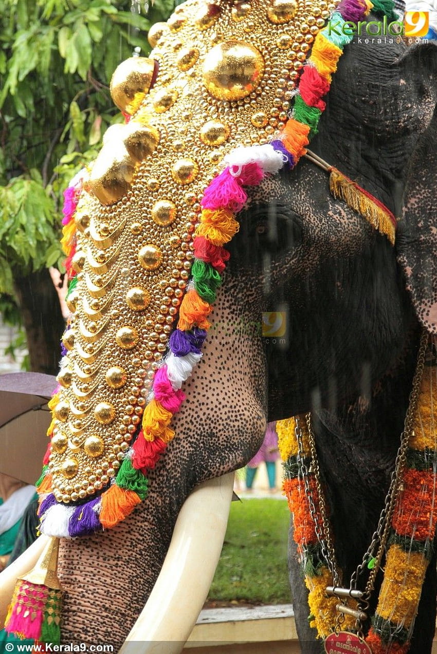 Кералски слон, thrissur HD тапет за телефон