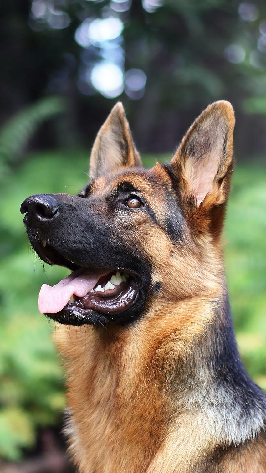 Cão de pastor alemão animal Blur Dog Papel de parede de celular HD