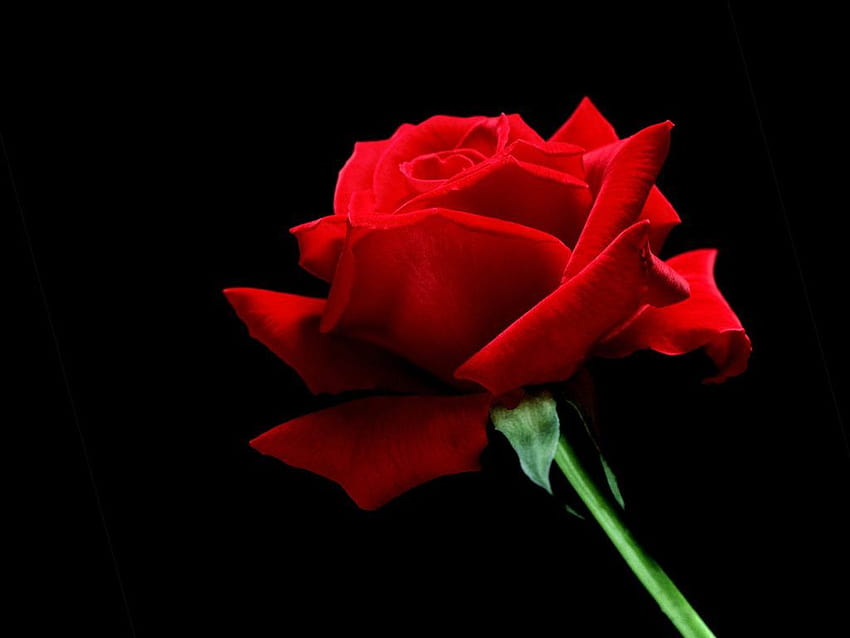 Home Flower A Single Red Rose, red rose bloom HD wallpaper
