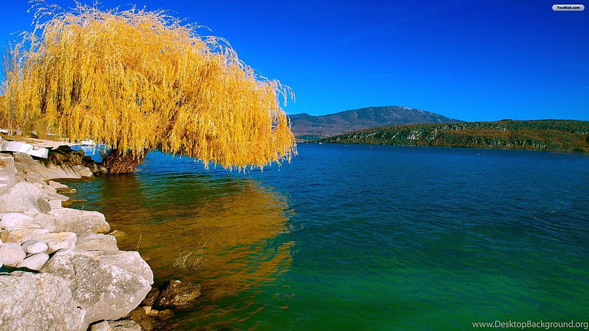 Willow Tree Zone Backgrounds, weeping willow trees HD wallpaper