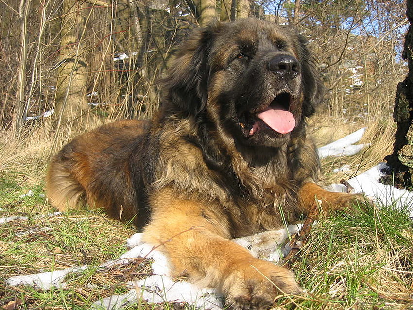 Schöner Leonberger Hund und . Schöner netter Leonberger-Hund HD-Hintergrundbild