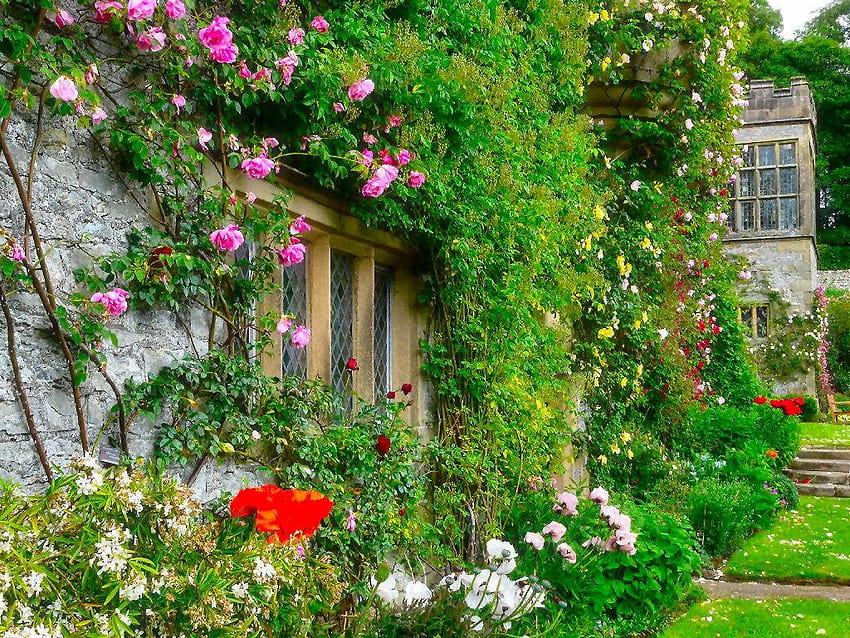 Flowers: Rose Garden House Roses English Dual Monitor Backgrounds for, イングリッシュ ガーデン 高画質の壁紙
