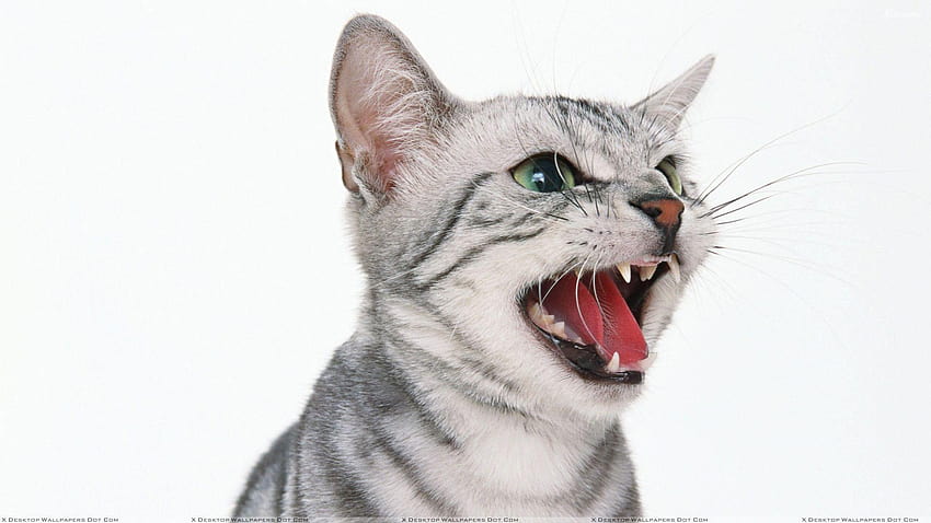 Um gato branco irritado, rostos de gato papel de parede HD